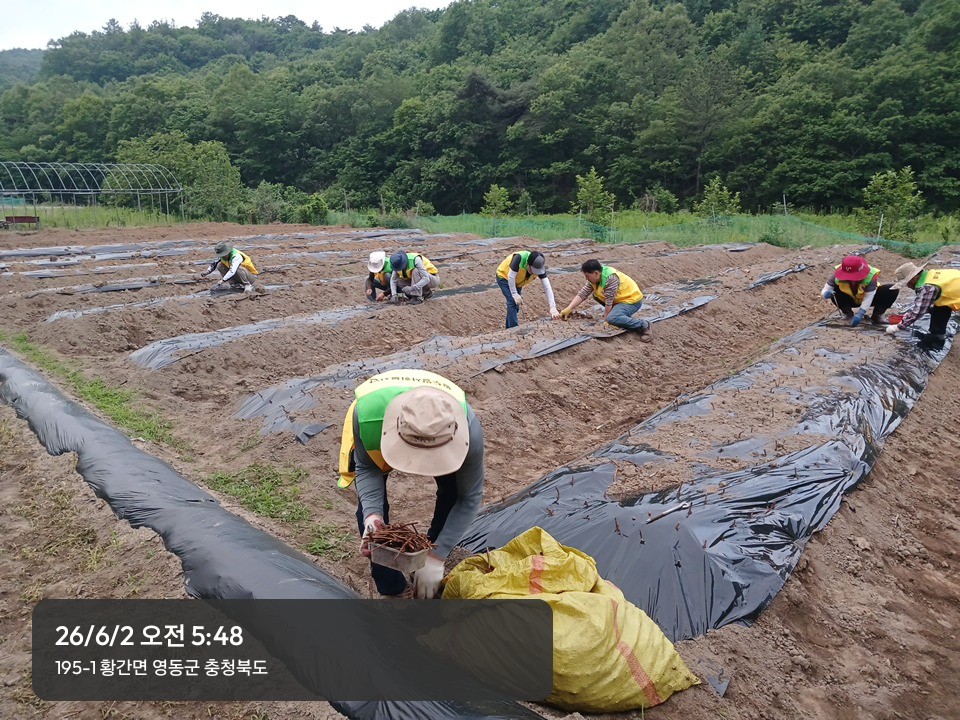 감초식재1