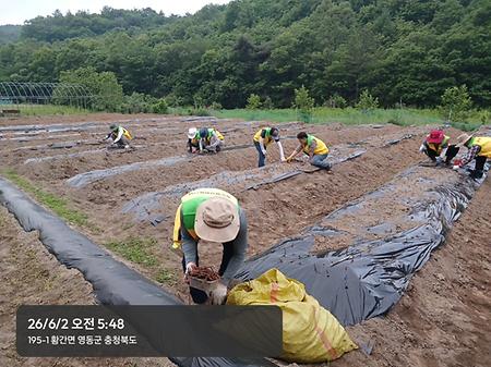 감초식재1